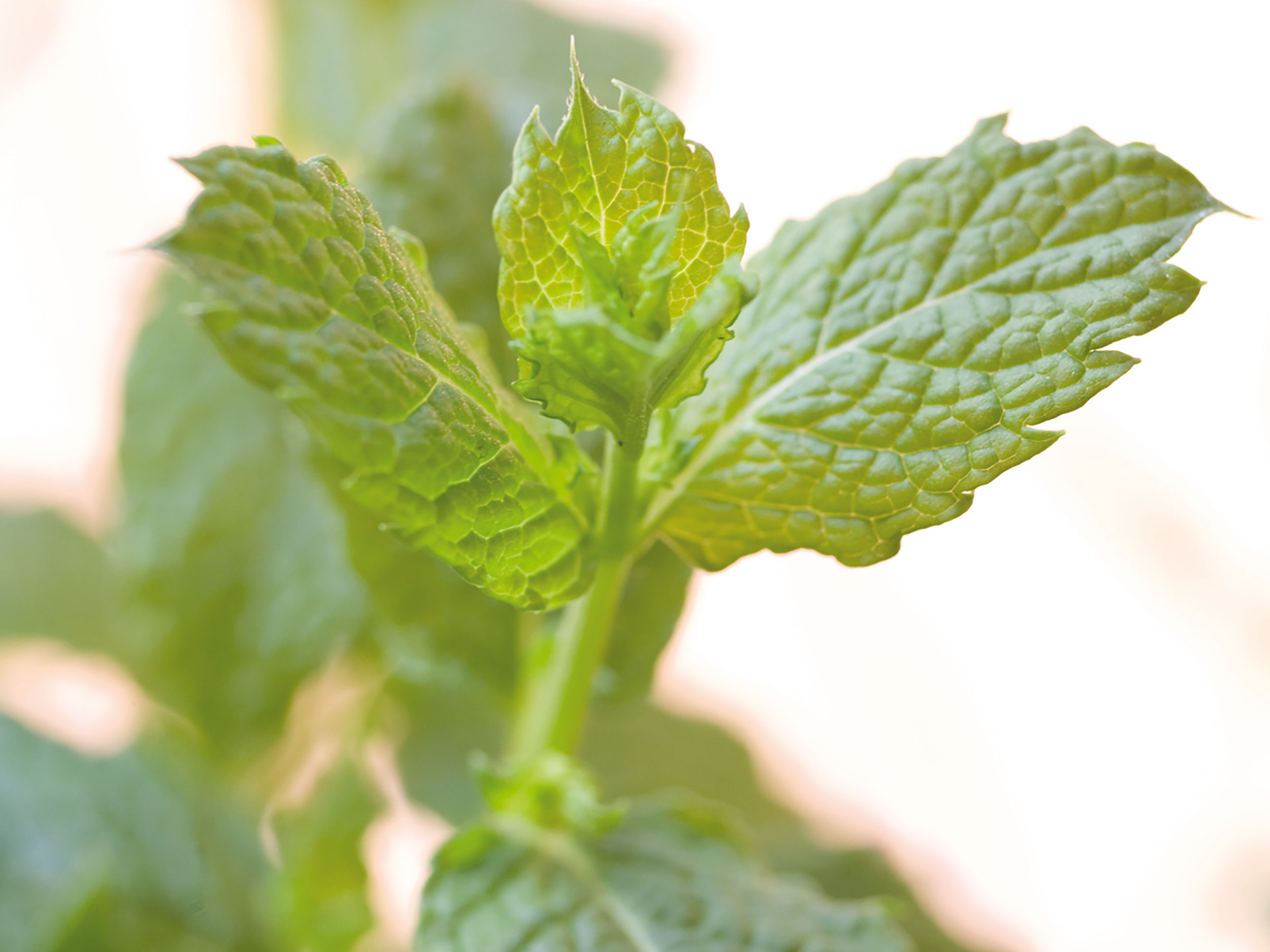 Minze Richtig Pflanzen GartenFlora