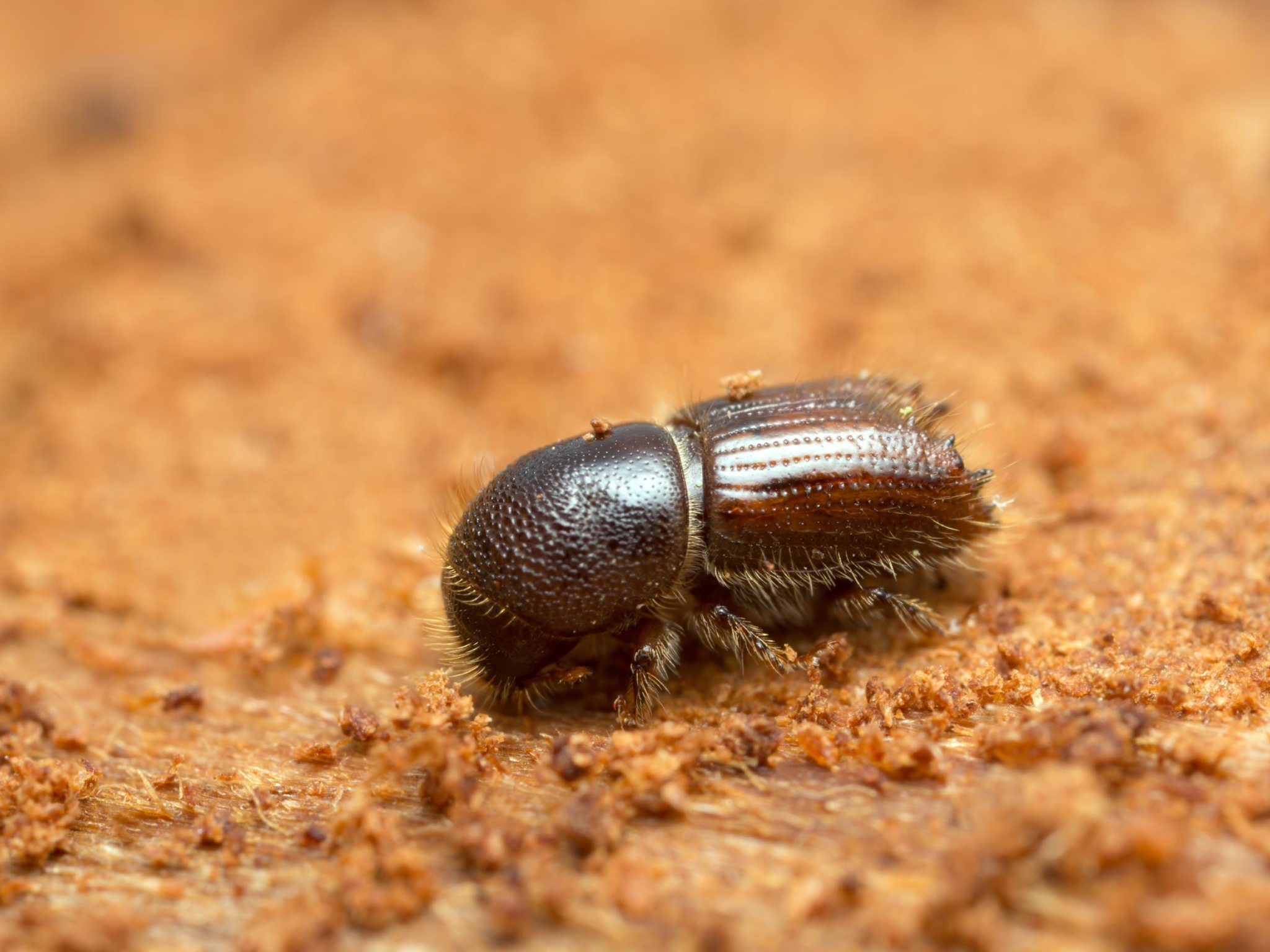 Borkenkäfer im Garten rechtzeitig entdecken GartenFlora