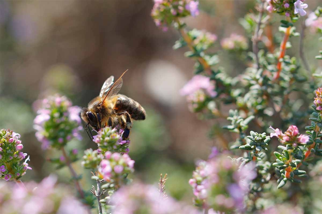 Bienenfreundliche Stauden für Beet und Kübel GartenFlora