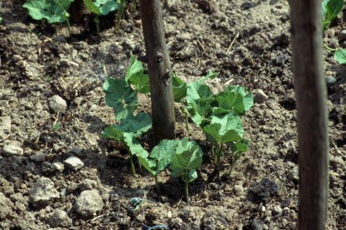 Stangenbohnen S En So Gelingt Der Anbau Im Beet K Bel Gartenflora