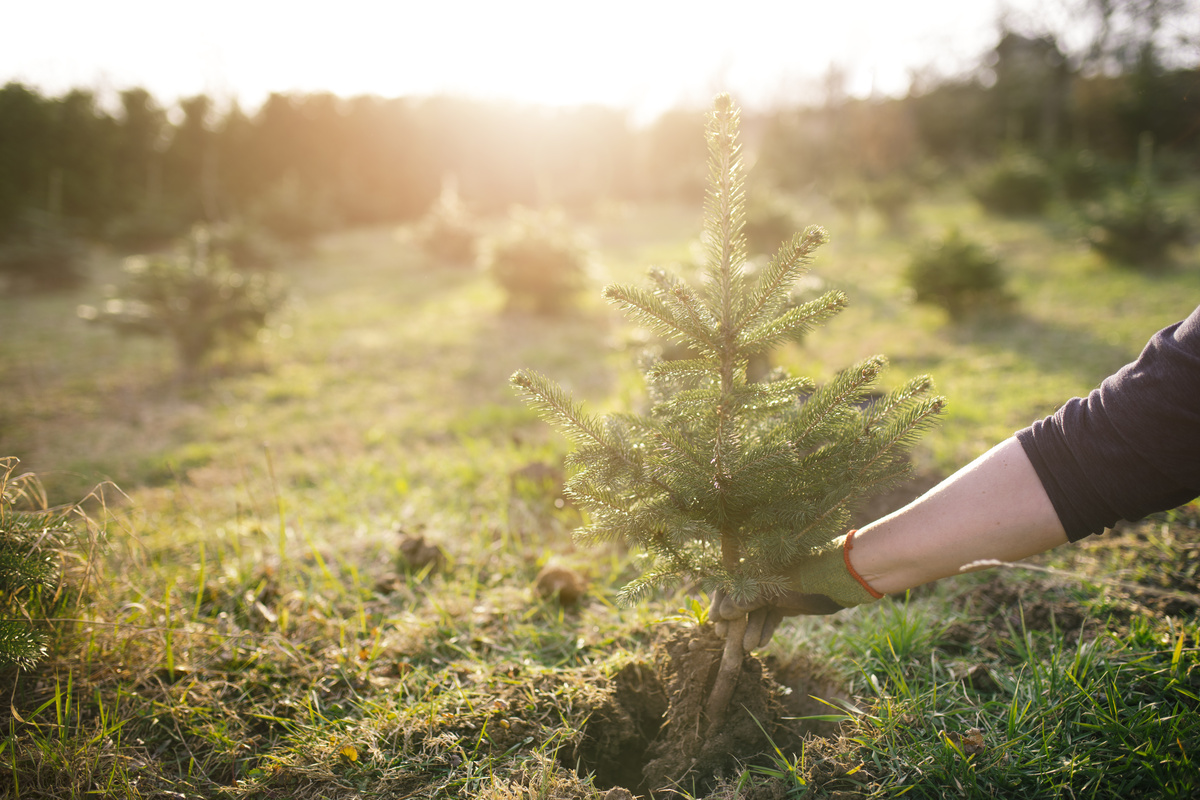 Bäume pflanzen Wie sinnvoll sind Baumspenden GartenFlora