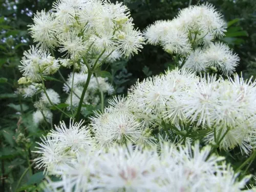 Filipendula ulmaria