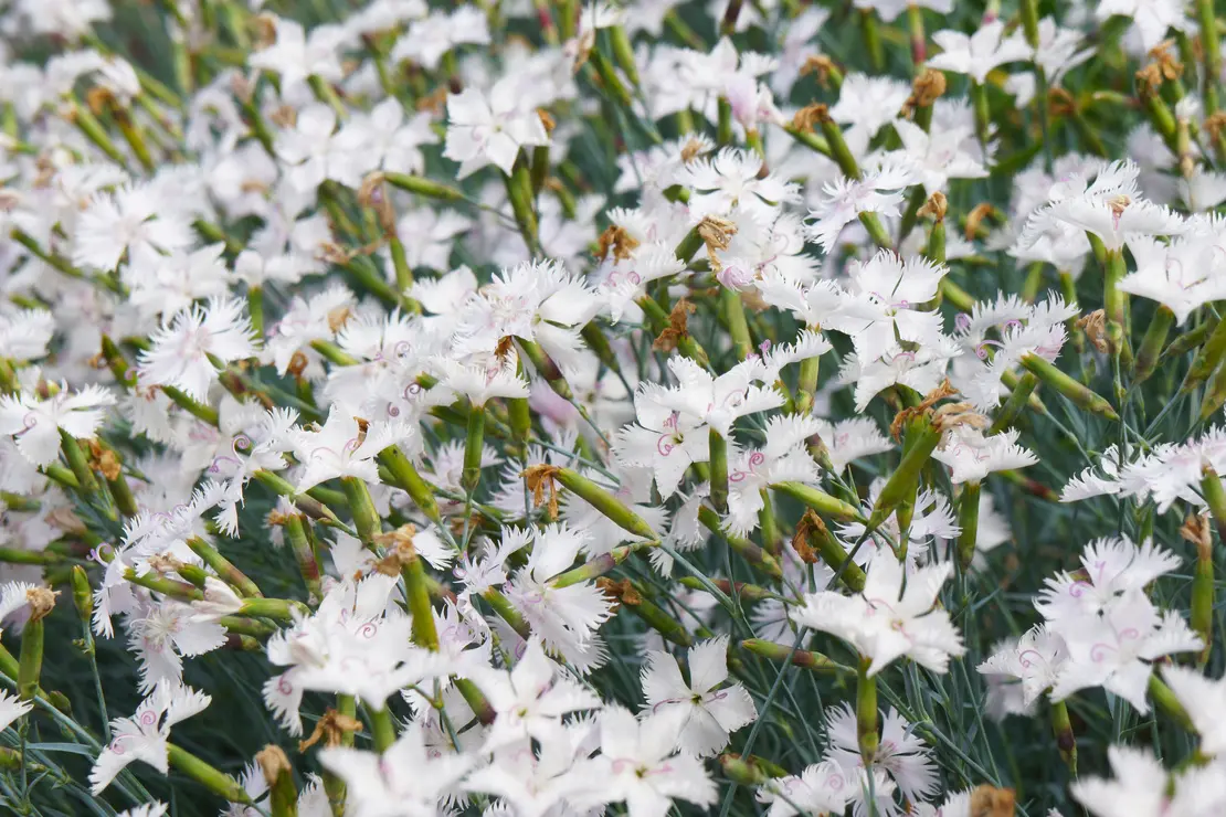 Weißblühende Federnelke. Foto: AdobeStock_skymoon13