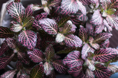 Fittonia