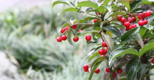 Ardisia crenata