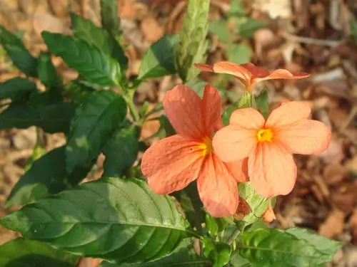 Crossandra (Crossandra infundibuliformis)