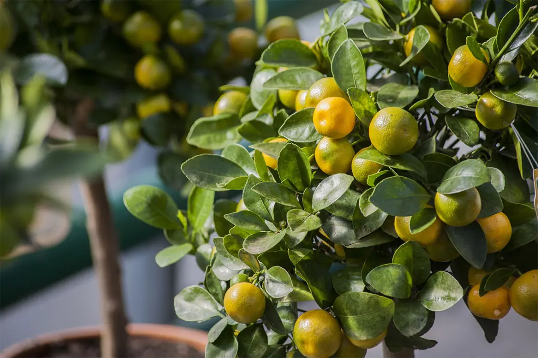 Zitruspflanzen in einem Wintergarten Foto: AdobeStock_Serg