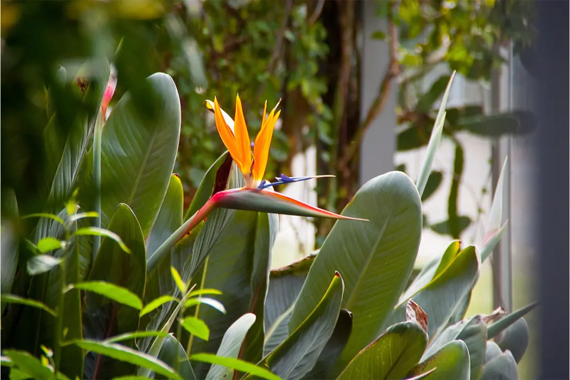 Wintergarten Foto: AdobeStock_Still & Motion