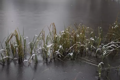 Teich Winter