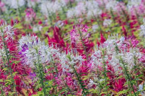 Verschiedenfarbige Spinnenblumen. Foto: AdobeStock_alohapatty