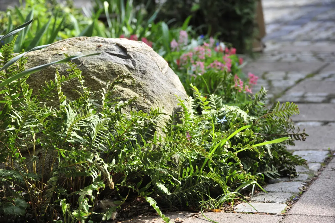 Tüpfelfarn wächst im Garten Foto: © GartenFlora/Christian Gehler