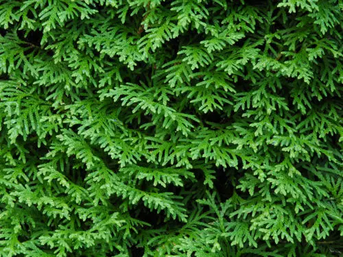 Auschhnitt einer Thuja Hecke