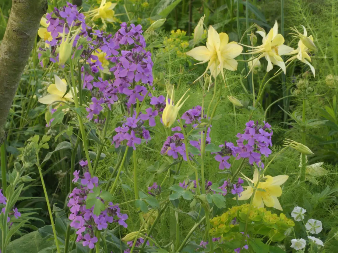 Die gelbblühende Aquilegia chrysantha 'Yellow Queen' und violettblühende Nachtviole. Foto: © GartenFlora/Christian Gehler