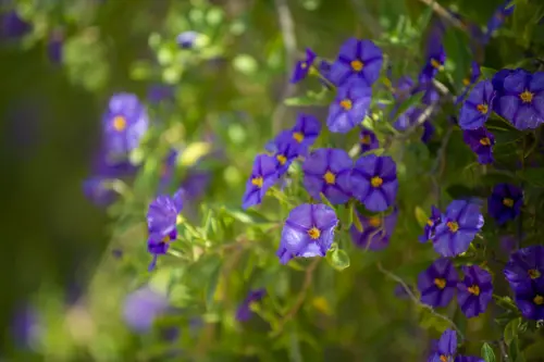 Violettblühender Enzianstrauch. Foto: AdobeStock_patrick