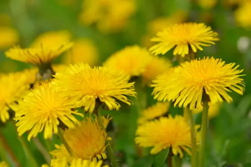 Nahaufnahme von gelben Löwenzahnblüten auf einer Wiese. Foto: AdobeStock_Karin Hähne