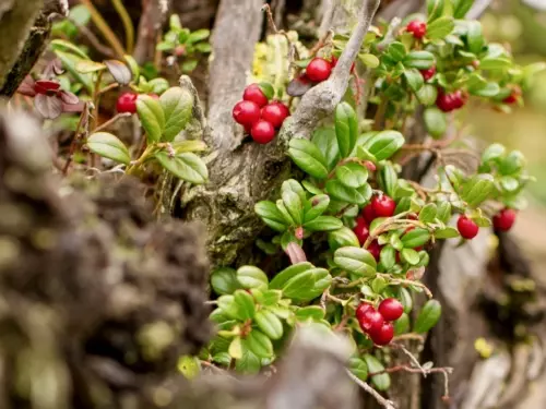 Preiselbeeren Foto: AdobeStock_D.Pietra