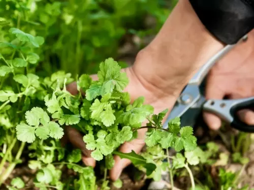 Koriander Coriandrum sativum Foto: AdobeStock_Anne Stephenson