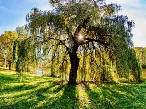 Trauerweide Foto: AdobeStock_AnMa