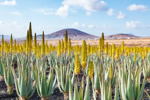 Aloe Vera Pflanze Foto: AdobeStock_science_photo