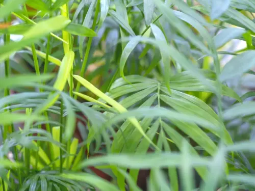 Bergpalme Foto: AdobeStock_vadiml