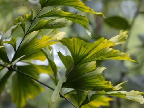 Fischschwanzpalme Foto: AdobeStock_faustasyan