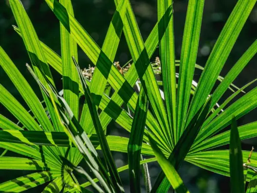 Steckenpalme Foto: AdobeStock_lamyai