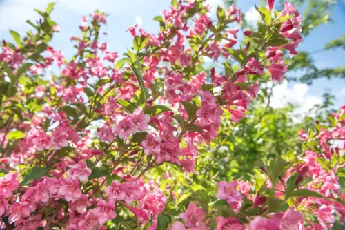 Pinkblühende Weigelie-AdobeStock_Christian Krammer