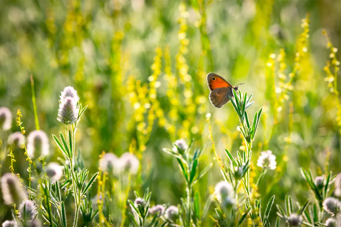 Artenvielfalt im Garten Foto: AdobeStock_Pavel Klimenko