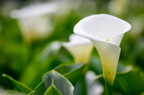 Weiße Trichterblüte an Calla. Foto: AdobeStock_linjerry