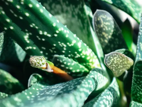 Gasteria Foto: AdobeStock_Asuman