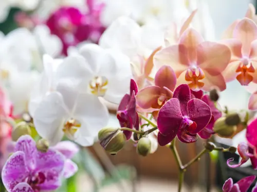 Phalaenopsis Foto: AdobeStock_besjunior