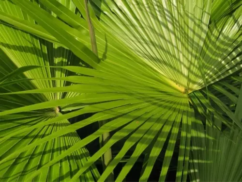 Washingtonpalme Foto: AdobeStock_Slawina