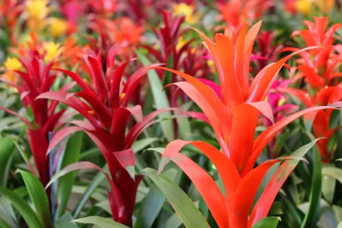 Guzmania Foto: AdobeStock_irisphoto1