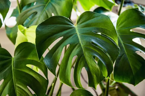 Nahaufnahme einer Monstera Deliciosa im Sonnenlicht [Foto: AdobeStock_Maritxu22]