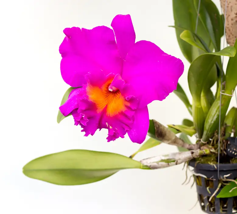 Eine Cattleya mit typischer Wuchsform. Foto: iStock_songphon