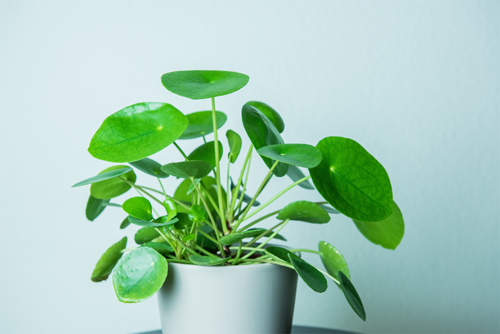 Pilea