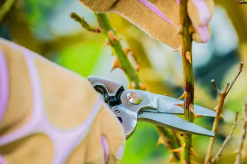 Rosen schneiden: Eine Person mit gepolsterten Gartenhandschuhen schneidet mit einer Gartenschere einen dornigen Rosenstrauch.