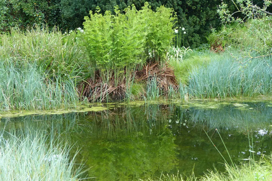 Königsfarn im Garten Foto: AdobeStock_Guentermanaus