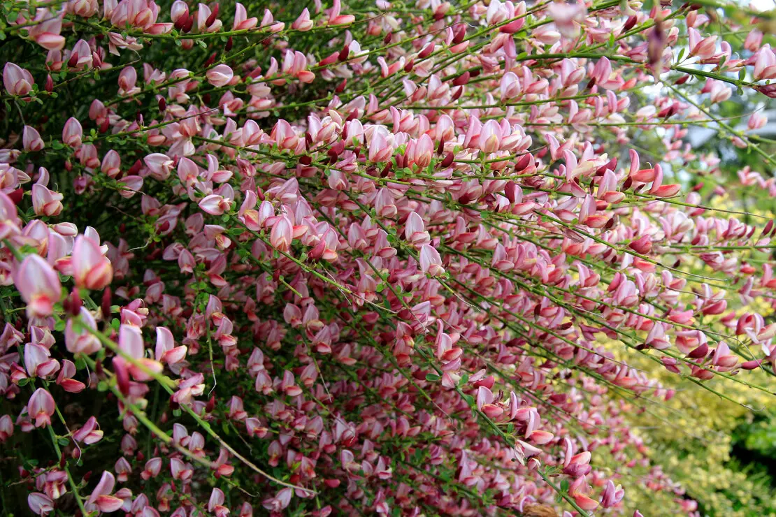 Reichblühender Ginster in Rosa. Foto: AdobeStock_Aggi Schmid