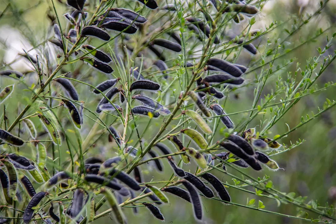 Ginster Foto: AdobeStock_Dr. N. Lange