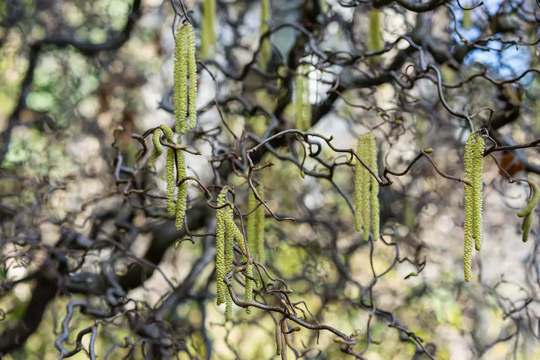 Haselnuss schneiden – Korkenzieherhasel. Foto: AdobeStock_DSGNSR