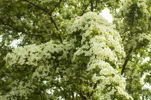 Weißdorn Foto: AdobeStock_Sunbunny