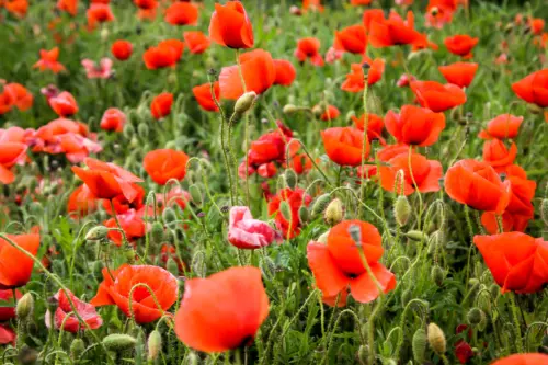 Feld voller roter Mohnblüten. Foto: AdobeStock_boedefeld1969