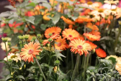 Beet mit vielen orangen Gerberablüten