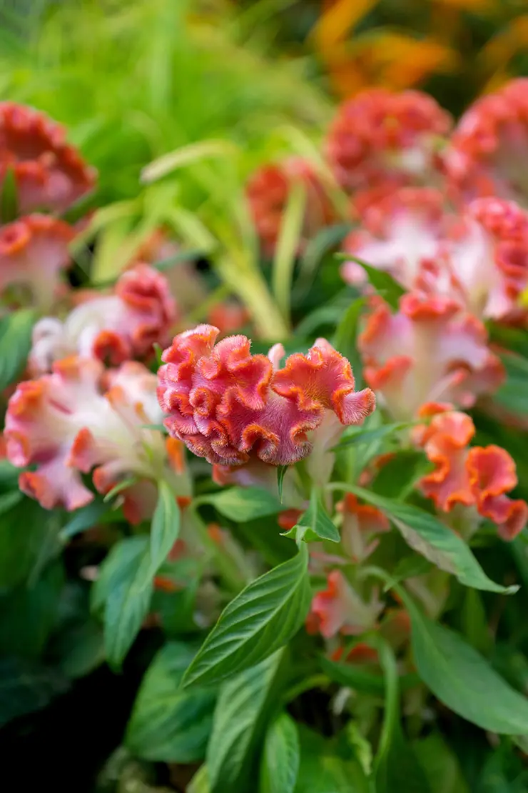 Blühende Celosia cristata. Foto: AdobeStock_Gioia