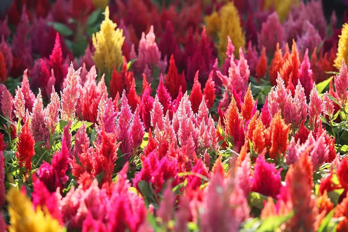 Bunte Brandschopfblüten. Foto: AdobeStock_sakhorn38