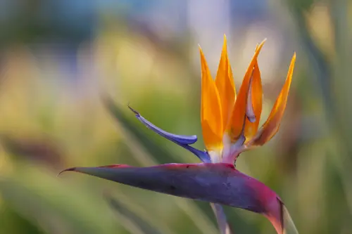 Blüte der Paradiesvogelblume. Foto: AdobeStock_AnnaReinert