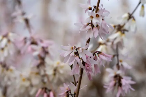 Weißrosa Blüten der Schneeforsythie. Foto: AdobeStock_ToriNim