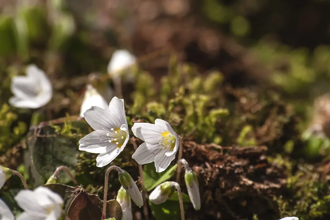 Weißblühendes Buschwindröschen. Foto: AdobeStock_jessicahyde