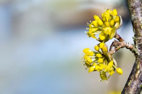 Zartgelbe Blüte der Kornelkirsche an einem Zweig am Rechten Bildrand. Hintergrund in Unschärfe.